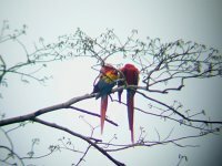 Scarlet Macaw